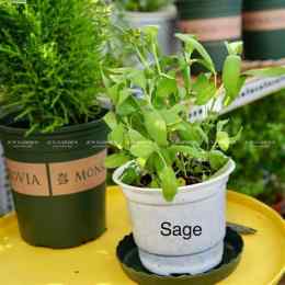 hướng dẫn sử dụng so xô mt